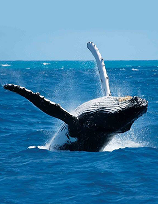 Whale & Dolphin Watching