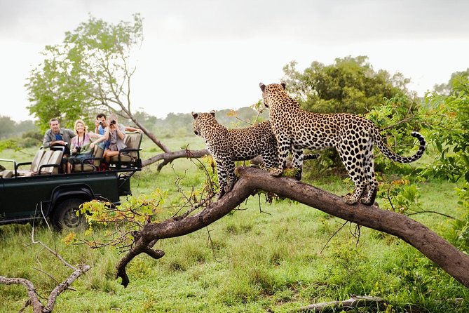Embark on thrilling Safaris