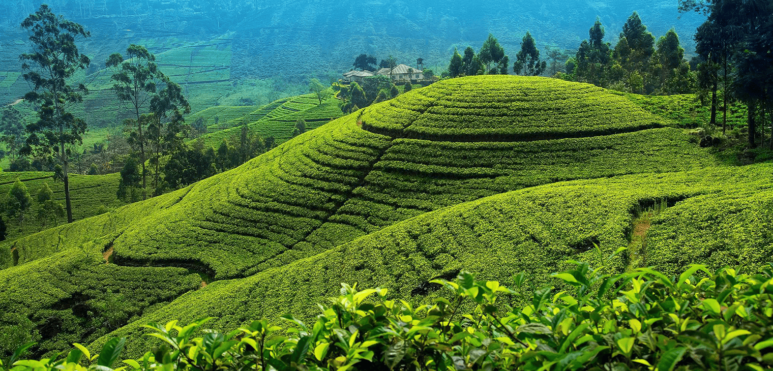 Authentic Sri Lankan Adventures